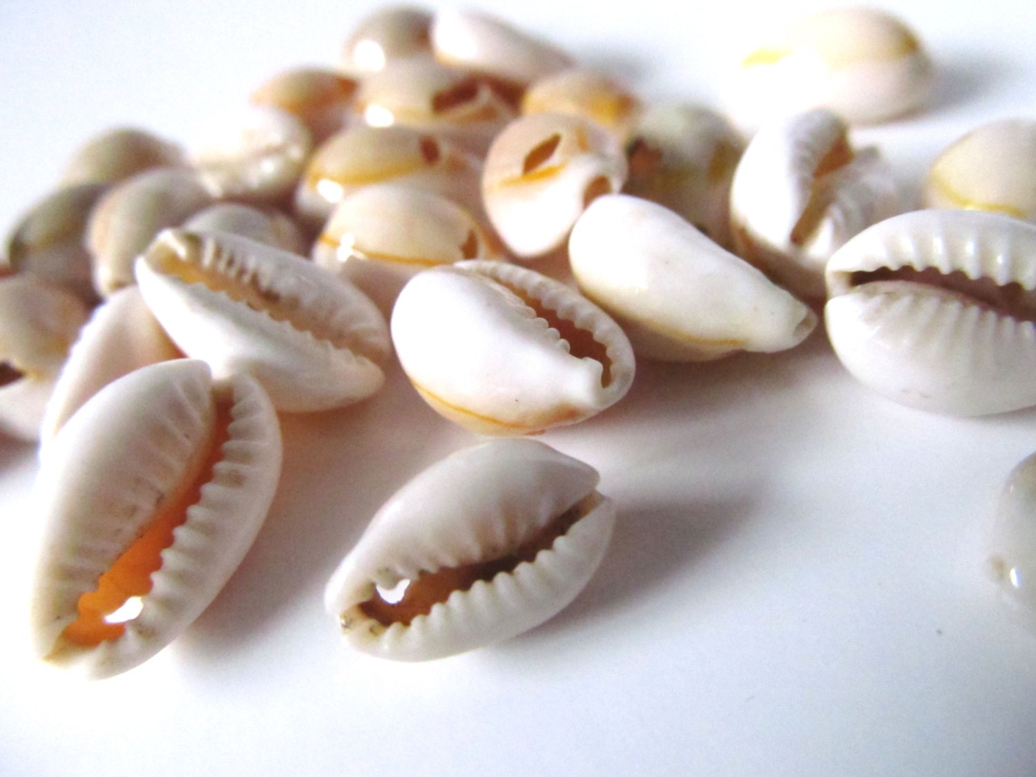 Kauri met gat kauri als kralen Seashell kraal Lot Shell