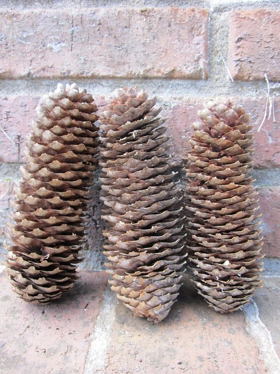 10 real pine cones handpicked large sized pine cones from 10 real pine cones handpicked large sized pine cones from