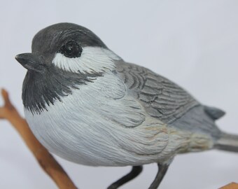 Black Capped Chickadee Songbird