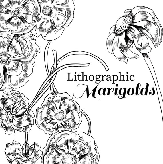 ink drawing marigold marigold clipart black and white