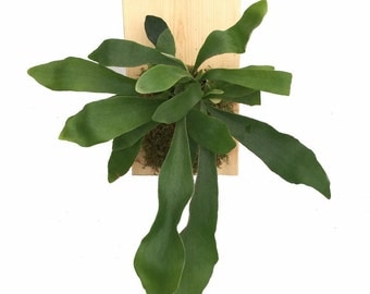 Staghorn Fern Growing on Natural Wooden Plaque - Great Exotic Houseplant - 9" x 5.5"