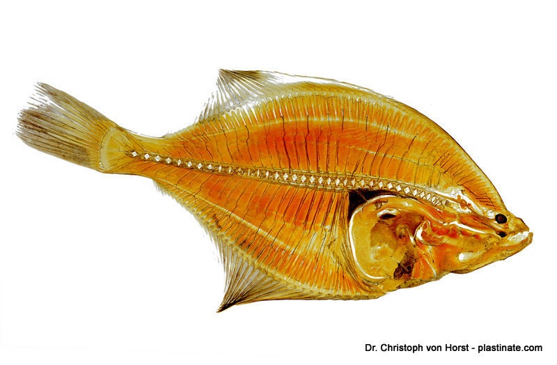 Flounder anatomy plastination print fish flatfish anatomical