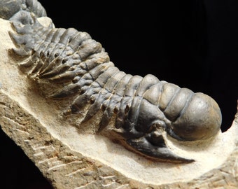 WOW TWO! Species! 2 HUGE Cheirurus Trilobite Fossils With a Phacops! 705gr