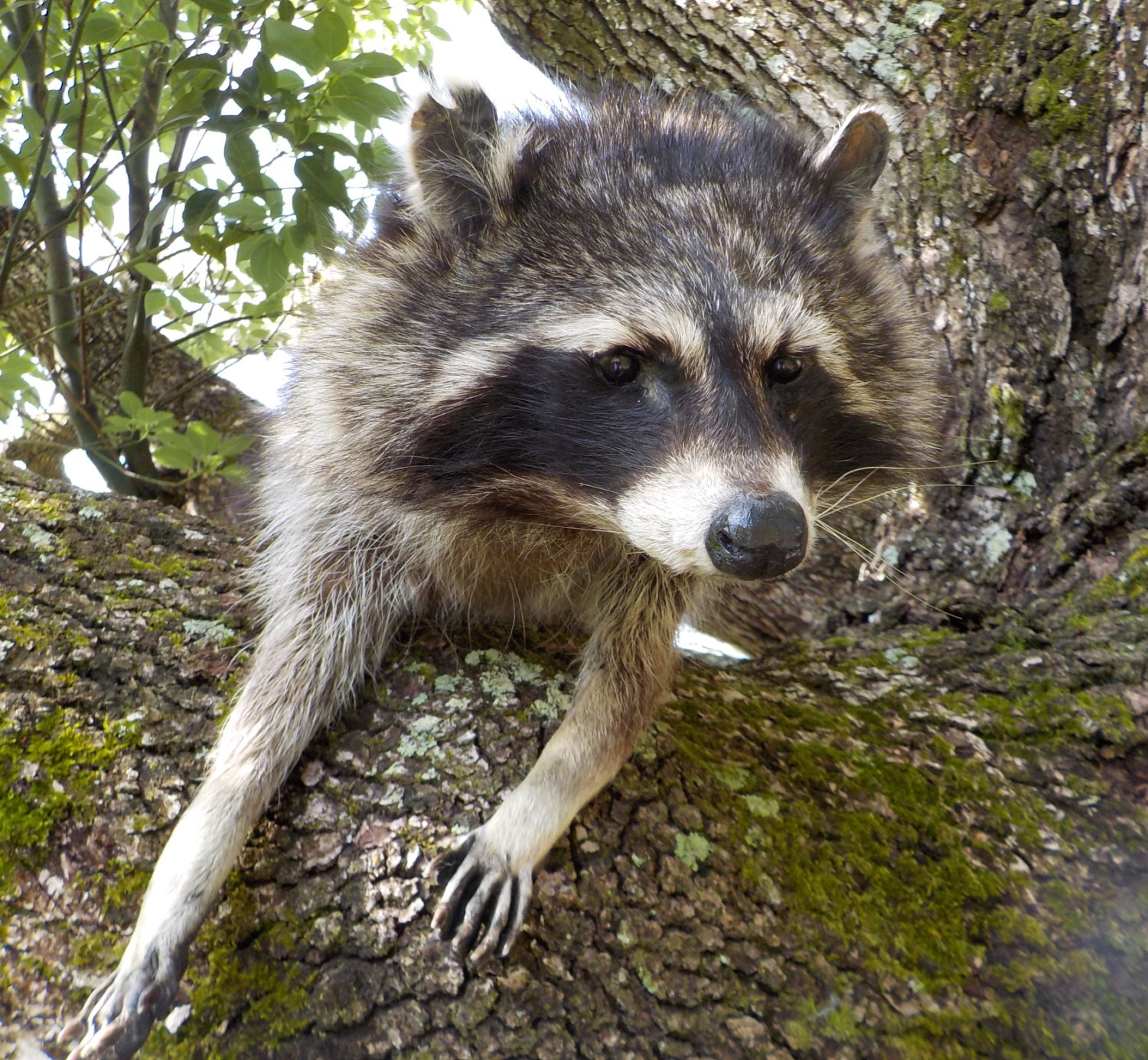 Taxidermy Raccoon Soft Mount HUGE