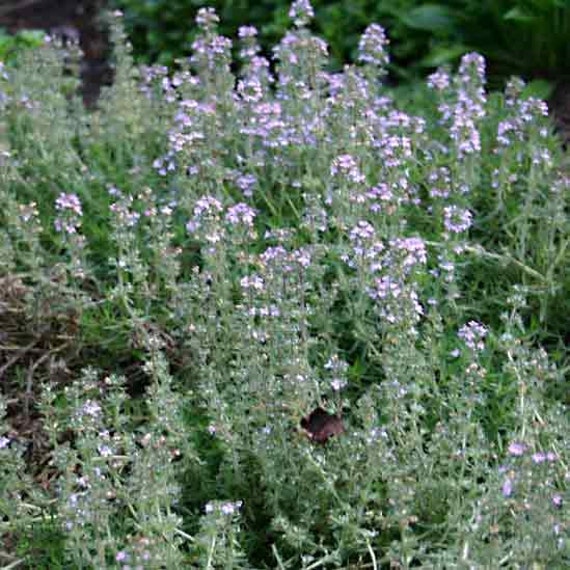 Thyme Orange Scented 500 Seeds Thymus Fragrantissimus