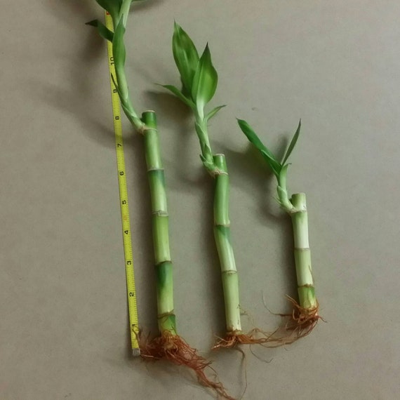 10 x 8 Chinese Lucky Bamboo Good Luck wealth prosperity by ZForZen