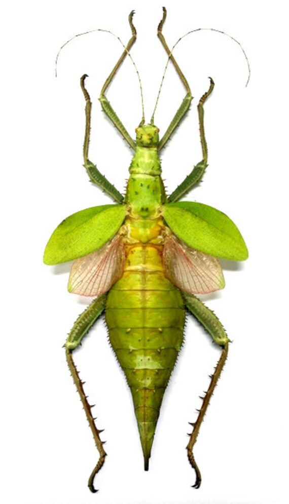 Supplies for your artworks dried insects 2 pcs