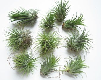 Ionantha Guatemala AKA Air Plant-Tillandsia Air Plants-Terrarium Plants-Terrarium Supplies-Home Decor-Beach Wedding Decor-Terrarium Plants