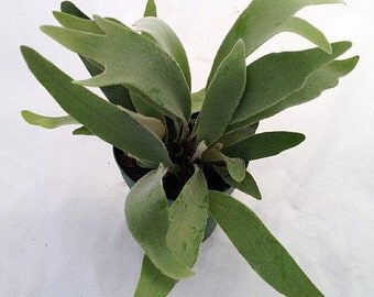 French Staghorn Fern Platycerium lemoinei 4" Pot (FREE SHIPPING)