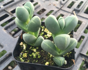 2" Succulent - Mesembryanthemum Lehmanni