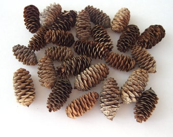Small Pinecones Real Pinecones Natural Christmas Decor Winter Crafts Rustic Decor Holiday Crafts Fall Decor Fall Crafts Holiday Decor 24