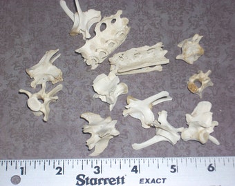 Animal Bones- Small Vertebra