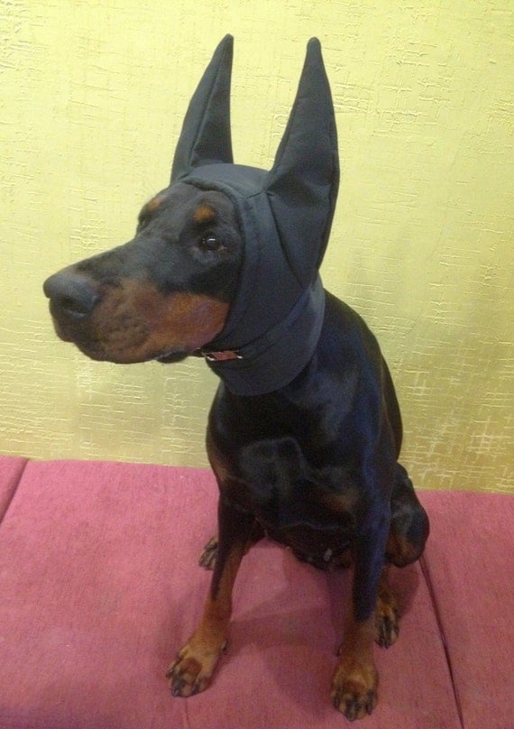 Doberman single coat