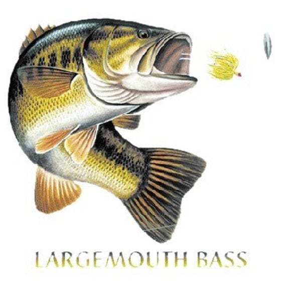 Large Mouth Bass Solar Trans Color Changing by ...