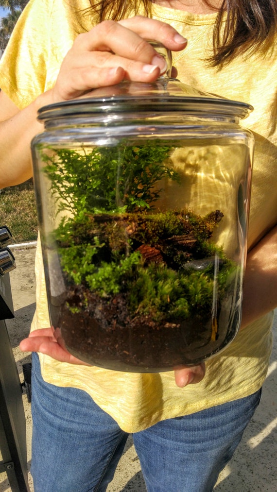 DIY 1 Gallon Rain Forest terrarium Kit by on Etsy
