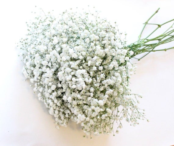 FRESH Large Baby's Breath by InTheOpen on Etsy