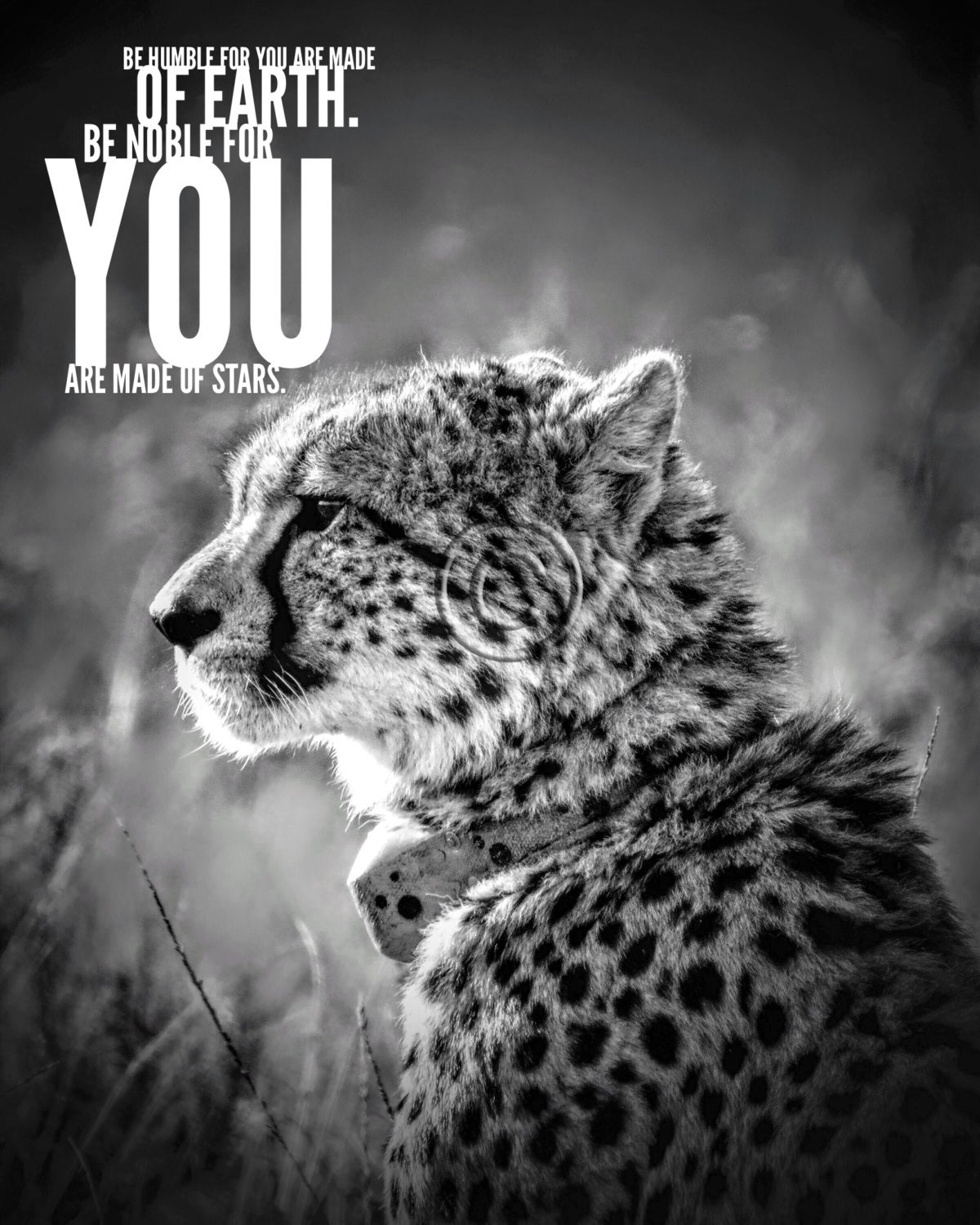 Cheetah wall art Printable quoteAnimal photography Office