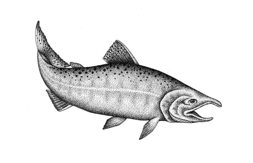 Chinook Salmon Orignal Drawing