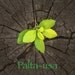 BeaulieuCreations