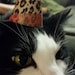 CraftyCatMa