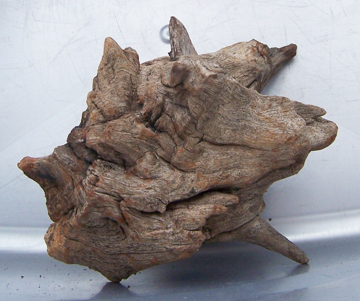 Natural Wood Tree Knot or Root for Art Sculpture, Crafting or Home