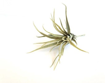 Faux Air plant, airplant, air plant, hanging air plant, AP012, tillandsia, Stricta, large air plant, Tillandsia Tenuifolia, fake plant