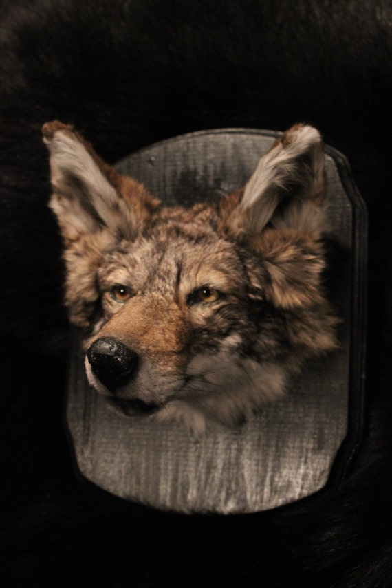 Dark Coyote Head Mount Taxidermy Oddities Curiosities