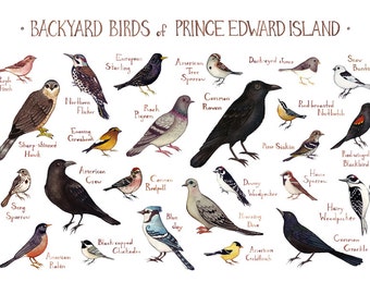 Prince Edward Island Backyard Birds Field Guide Art Print / Watercolor Painting / Wall Art / Nature Print / Bird Poster