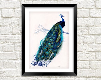 BLUE PEACOCK PRINT: Vintage Bird Art Illustration Wall Hanging (A4 / A3 Size)