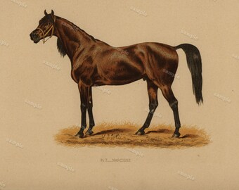 1890 0riginal Antique Natural History Chromolithograph of a horse UPAS Animal Print- Nature print Very Rare