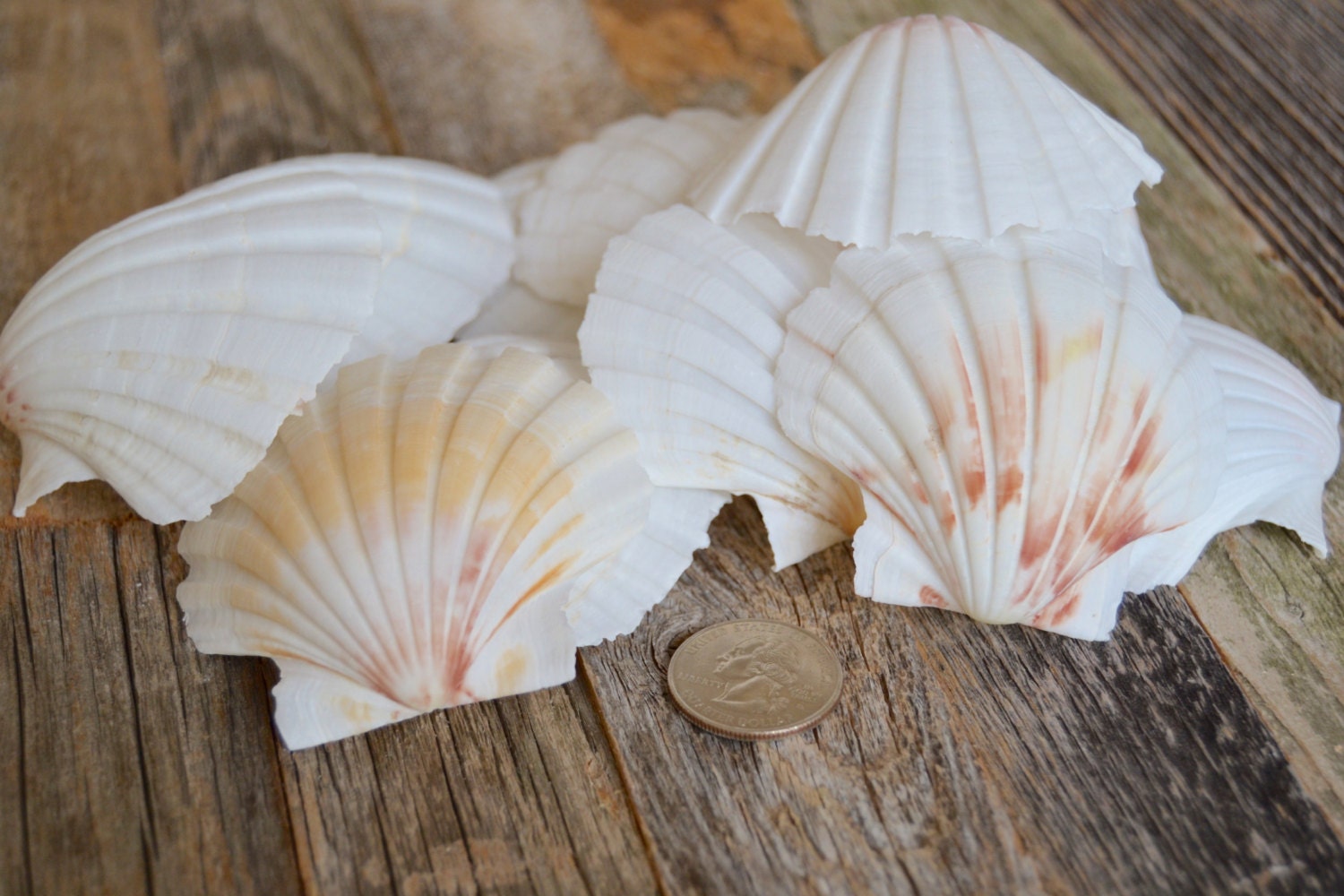 Bulk Seashell craft seashells beach wedding decor Nautical