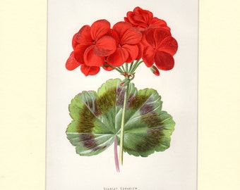 Scarlet Geranium Vintage Botanical Print Familiar Garden Flowers Vintage Art c.1887 Matted 8 X 10" Antique Botanical Print