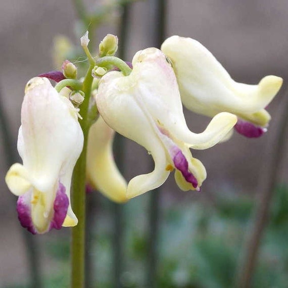 Dicentra Spectabilis Seeds LOVE HEARTS RARE Shade