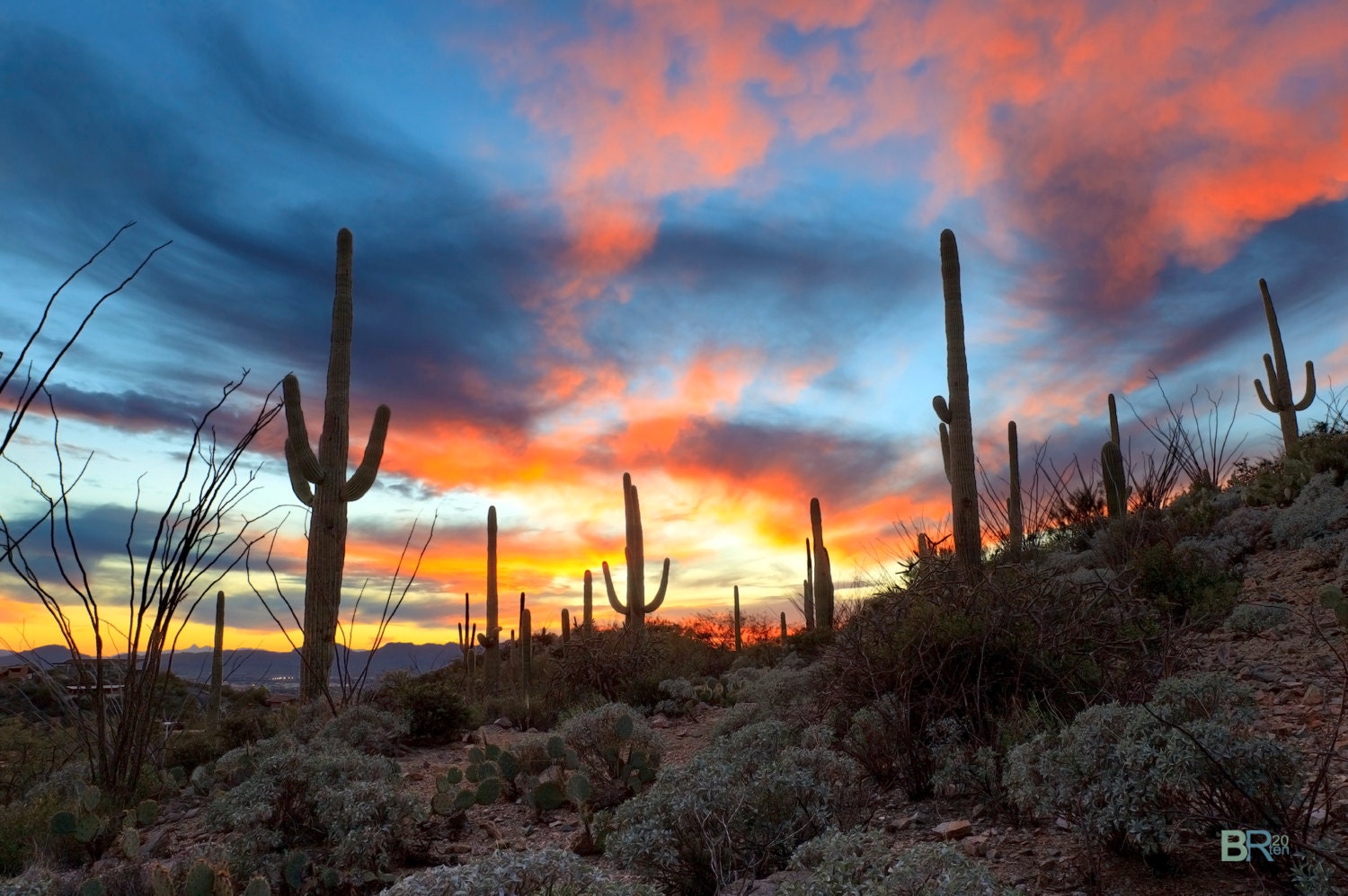 Saguaro Cactus in the Sonoran Desert at Sunset Photograph