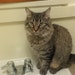 Artemis