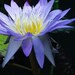 Water lily