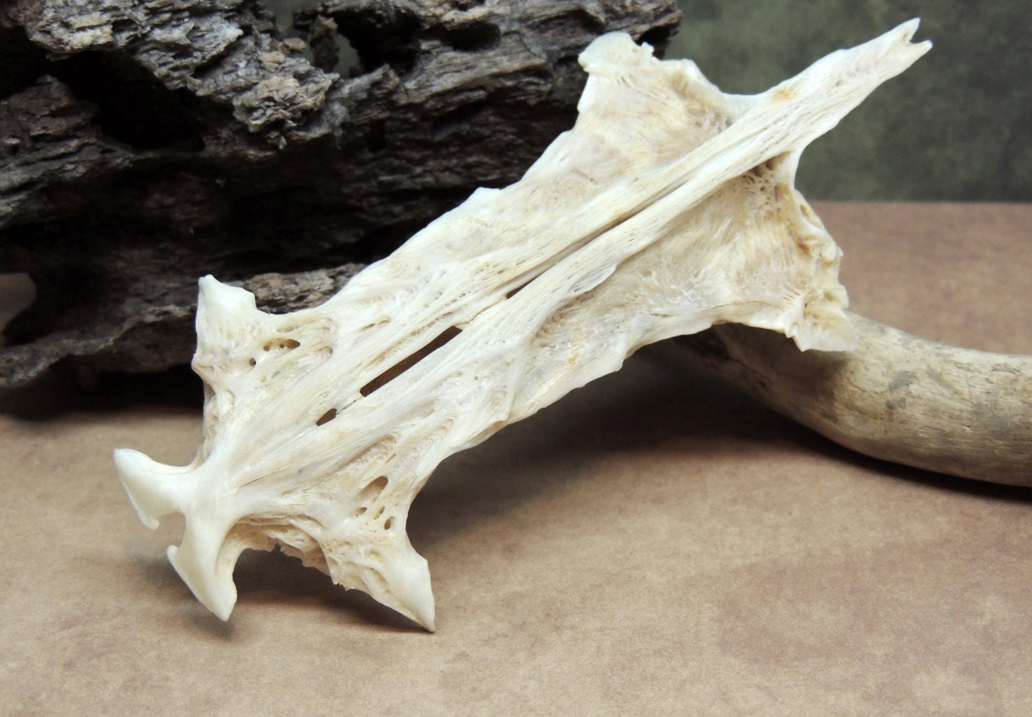 Catfish Frontal Skull Bone Oddity Curiosity Cabinet