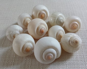 Snail Shell (20pcs), Hermit Crab Shell, Air plant Shell, Craft Shells, Bulk Shells, Land Snail, White Shells, Small Shells, Beach Decor.