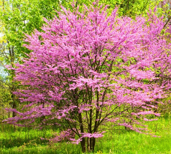 Eastern Redbud 1 bare root trees 2 foot tall on sale