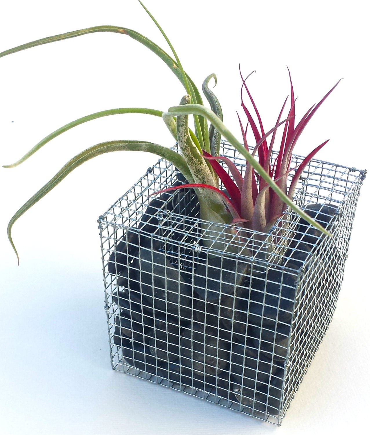 Gabion Style Air Plant Holder Rock Filled Wire Cage Planter