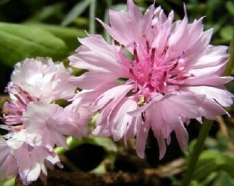 Pink Bachelor's Button Cornflower Flower Seeds / Annual 35+