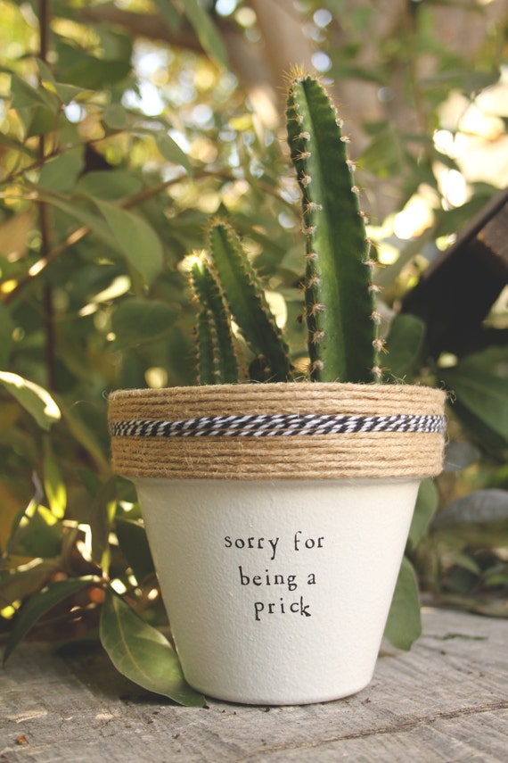 4 Sorry for Being a Prick Cactus Indoor and Outdoor