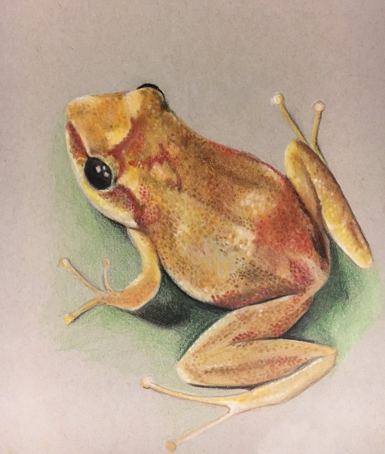 Coqui Puerto Rico Frog Original Drawing