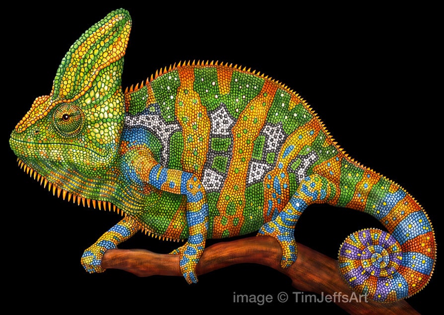 Veiled Chameleon Colored Pencil Drawing