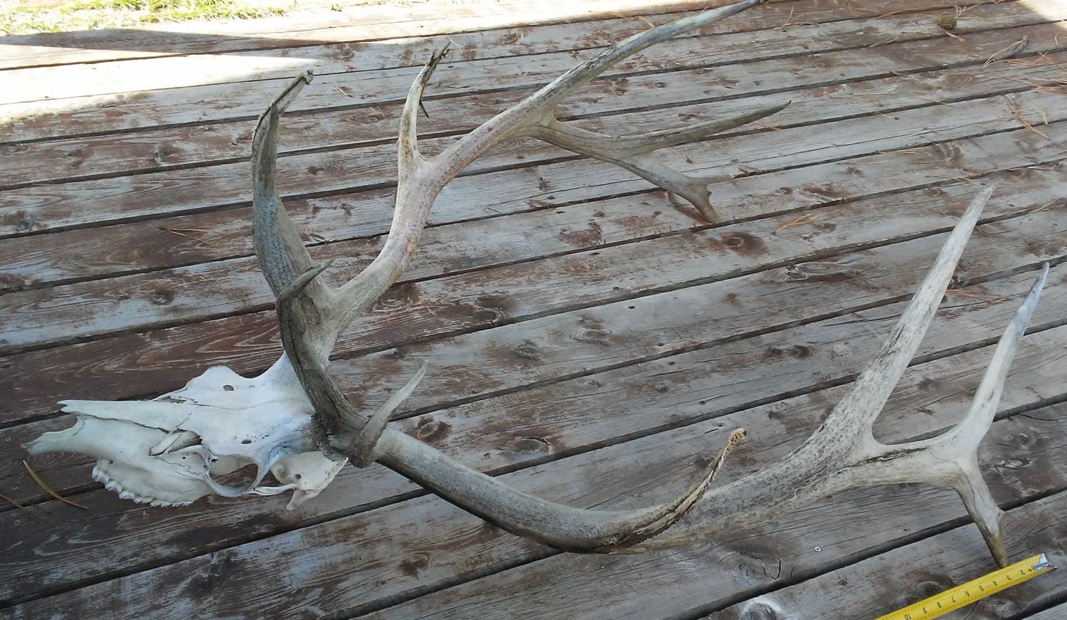 KELSEY ONLY AllNatural FOUND Elk Rack Very Large