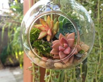 Hanging terrarium/succulent terrarium/hanging planter/succulent garden/succulent wedding decor/party favor/moss terrarium/air plant