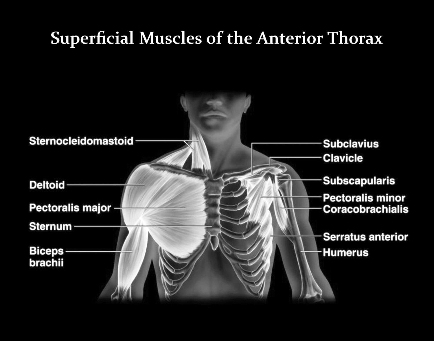 Muscles Of The Chest Abdomen Anterior Thoracic Wall Muscles 3d
