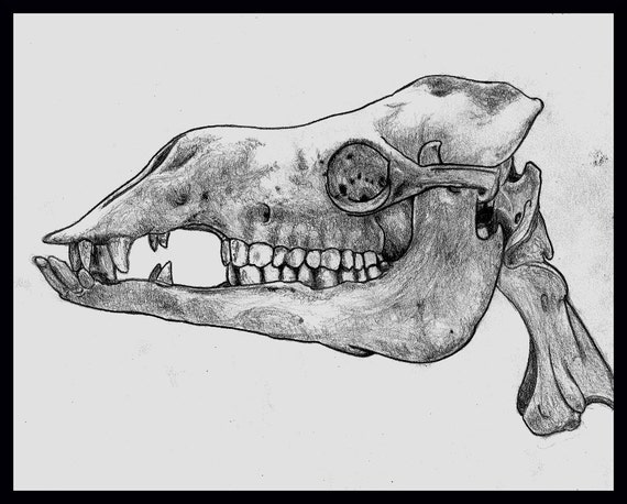 camel skull