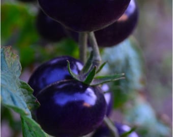 Black heirloom tomato seeds