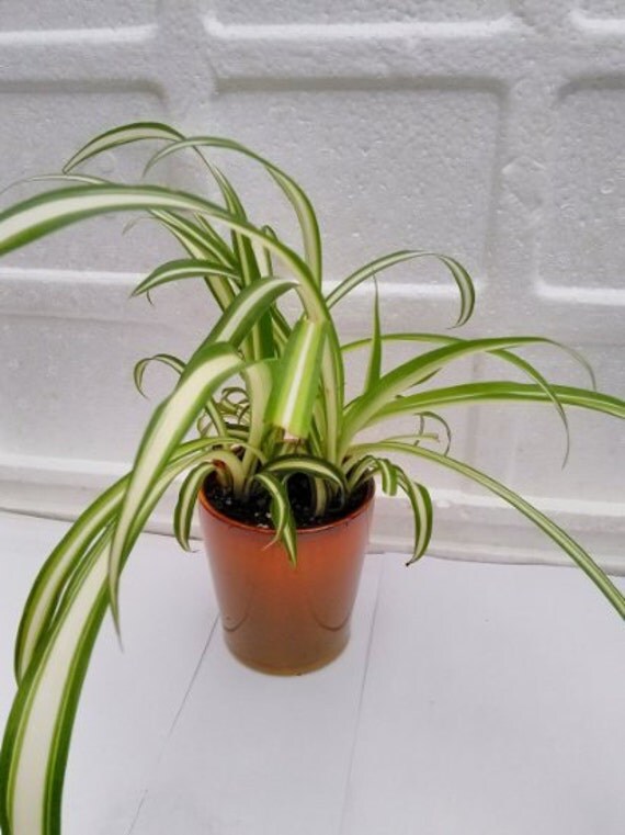 Ocean Spider Plant 4 Ceramic Pot for Better Growth